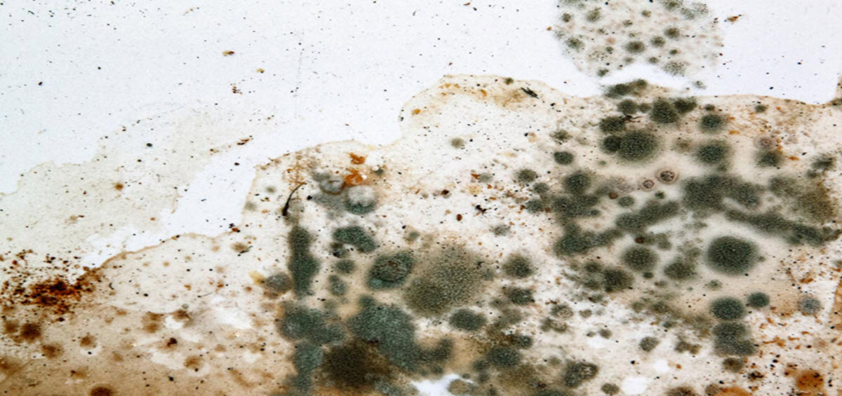 Mold 1200x565